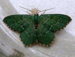 Hemithea aestivaria