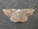 Stegania trimaculata