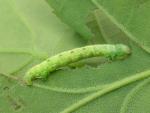Agriopis leucophaearia