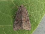 Parastichtis suspecta