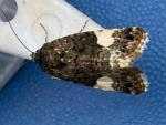 Tyta luctuosa