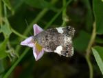 Tyta luctuosa