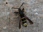 Paranthrene tabaniformis