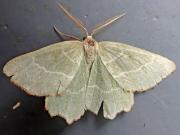 Thalera fimbrialis