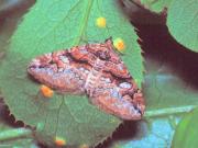 Pareulype berberata