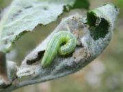 Operophtera brumata