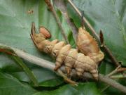 Stauropus fagi