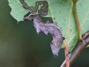 Notodonta ziczac