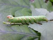 Peridea anceps