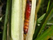 Globia sparganii