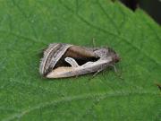 Deltote uncula