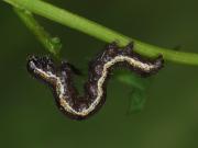 Emmelia trabealis