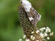 Acontia lucida