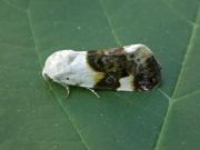 Acontia lucida