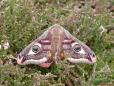 Saturnia pavonia