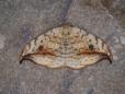 Drepana falcataria