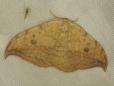 Drepana falcataria