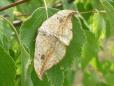 Drepana falcataria