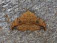 Drepana falcataria