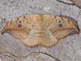Drepana falcataria