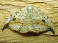 Drepana falcataria