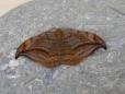 Drepana curvatula