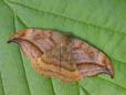 Drepana curvatula