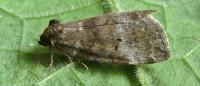 Ochropacha duplaris
