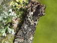 Polyploca ridens