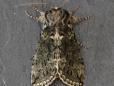 Polyploca ridens