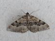 Rheumaptera cervinalis