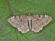 Rheumaptera undulata