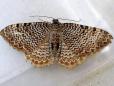 Rheumaptera undulata