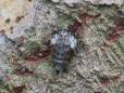 Operophtera brumata
