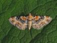 Eupithecia pulchellata
