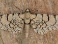 Eupithecia venosata