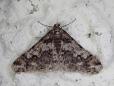Agriopis leucophaearia