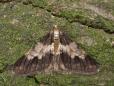 Agriopis leucophaearia