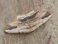Menophra abruptaria