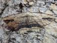 Menophra abruptaria