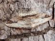 Menophra abruptaria