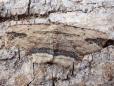 Menophra abruptaria