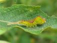 Cerura vinula