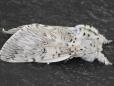 Cerura vinula