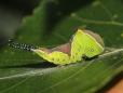 Cerura vinula