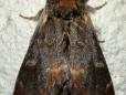 Notodonta dromedarius