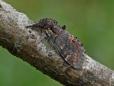 Notodonta dromedarius