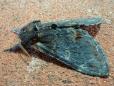 Notodonta dromedarius
