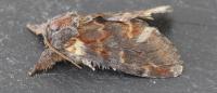 Notodonta dromedarius