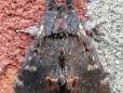 Notodonta dromedarius